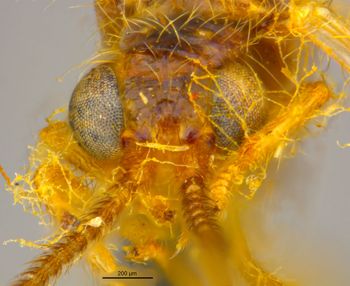 Media type: image;   Entomology 11921 Aspect: head frontal view